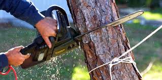 Best Tree Risk Assessment  in Forsyth, IL