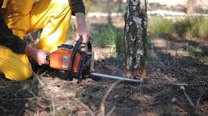 Best Hazardous Tree Removal  in Forsyth, IL