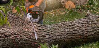 Best Tree and Shrub Care  in Forsyth, IL