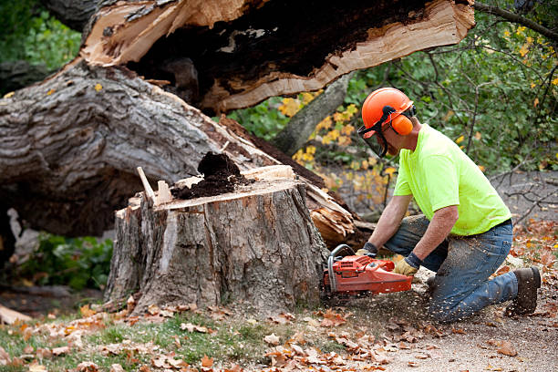 Best Stump Grinding and Removal  in Forsyth, IL