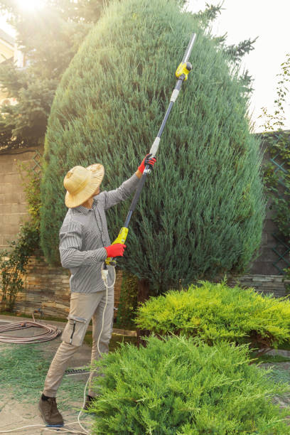 Best Palm Tree Trimming  in Forsyth, IL