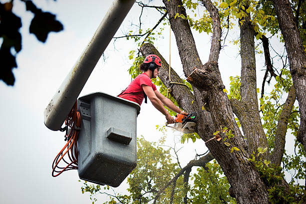 Best Root Management and Removal  in Forsyth, IL