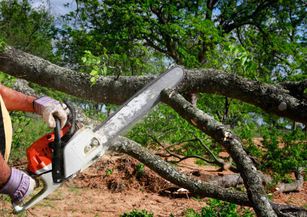 Best Emergency Tree Removal  in Forsyth, IL